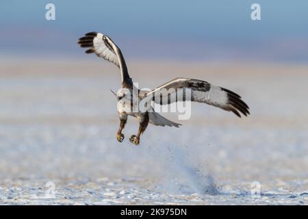 Ein Bussard mit rauen Beinen (Buteo lagopus), der auf einem schneebedeckten Feld landet Stockfoto