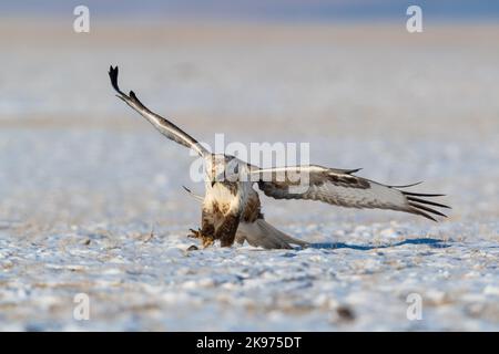 Ein Bussard mit rauen Beinen (Buteo lagopus), der auf einem schneebedeckten Feld landet Stockfoto