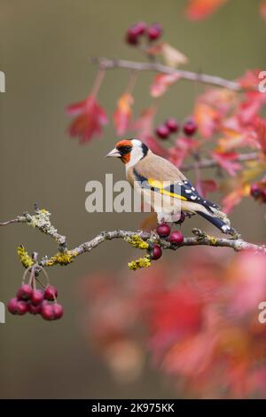 Europäischer Goldfink Carduelis carduelis, erwachsen auf Weißdornzweig mit Herbstblättern und Beeren, Suffolk, England, Oktober Stockfoto