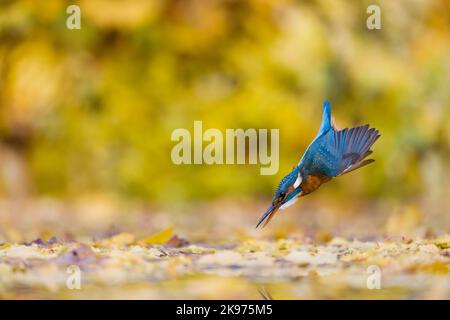 Eisvögel Alcedo atthis, Erwachsene weibliche Taucher, Suffolk, England, Oktober Stockfoto