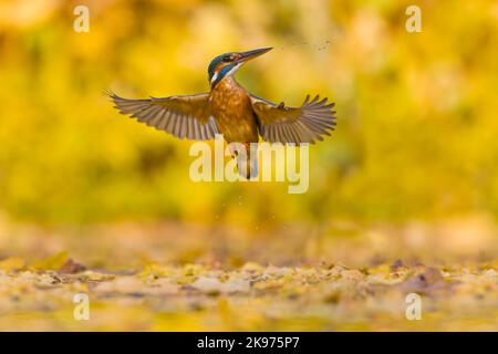 Gewöhnlicher Eisvögel Alcedo atthis, Erwachsene weibliche Fliegerin, Rückkehr vom erfolglosen Tauchgang, Suffolk, England, Oktober Stockfoto