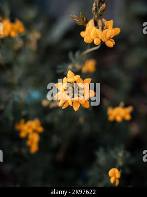 Eine Nahaufnahme blühender Lotus corniculatus Blumen Stockfoto
