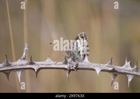 Die Makroansicht eines Grauens auf dem grauen Ast mit Dornen Stockfoto