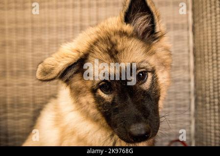 Eine Nahaufnahme eines süßen, flauschigen norwegischen Lundehund-Welpen, der in die Kamera schaut Stockfoto