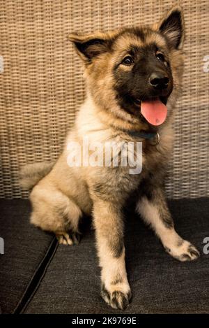 Eine vertikale Aufnahme eines niedlichen flauschigen norwegischen Lundehund-Welpen, der zur Seite schaut Stockfoto