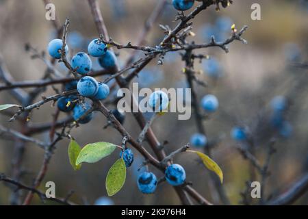 Schlehdorn- oder Schlehenbeeren auf Ast mit Blättern auf braunem unscharfem Hintergrund. Nahaufnahme der blauen prunus spinosa Beeren auf dem Busch in wilder Natur. Stockfoto