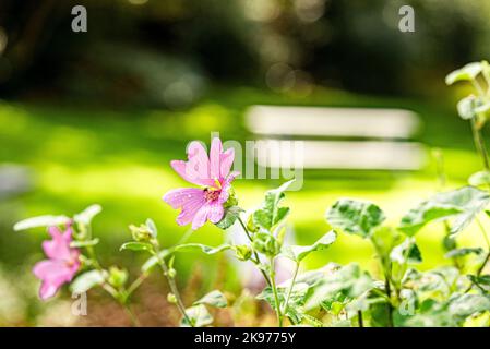 Ein selektiver Fokus einer rosa Malve (Malva sylvestris) Blume in einem Garten im Sonnenlicht Stockfoto