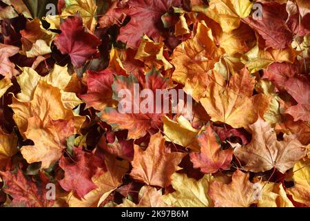 Herbst Hintergrund - bunte Ahornblätter. Draufsicht Stockfoto