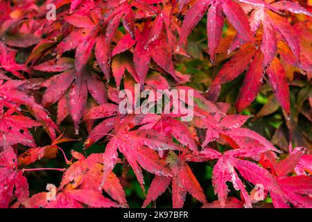 Gefallener Herbst Goldene Und Braune Blätter Auf Dem Boden Ohne Menschen Stockfoto