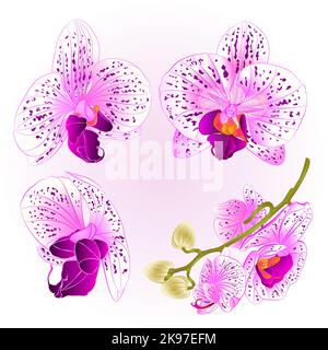 Schöne lila und weiße Orchidee Phalaenopsis Blume vintage Satz zweiter Vektor Nahaufnahme Illustration editierbare Hand zeichnen Stock Vektor