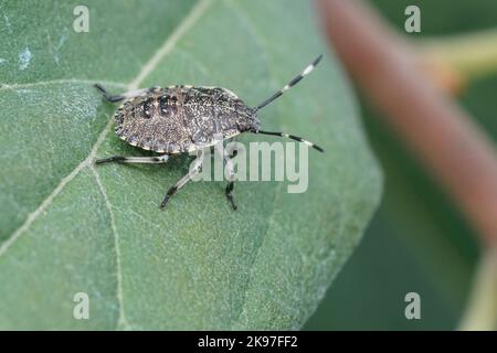 Nahaufnahme der europäisch-melierten Schildwanzen, Rhaphigaster nebulosa auf einem grünen Blatt im Garten Stockfoto