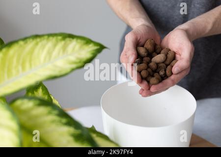 Mans Hände halten Drainage in den Händen für das Topfen von Blumen. Stockfoto