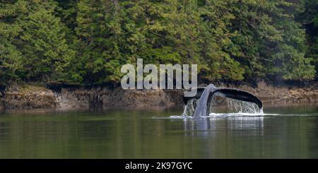 Ein Buckelwal (Megaptera novaeangliae) hebt seinen Schwanz aus dem Wasser, während er sich auf das Tauchen in British Columbia, Kanada, vorbereitet. Stockfoto