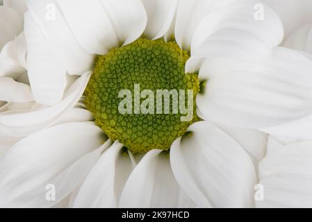 Makroaufnahme einer blühenden Chrysantheme-Kamillenknospe. Nahaufnahme. Stockfoto