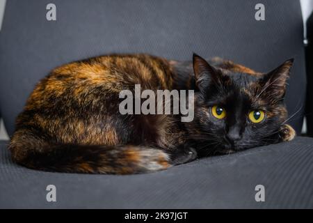 Niedliche Calico-Katze, die auf einem grauen Bürostuhl liegt und die Kamera aus nächster Nähe anschaut Stockfoto