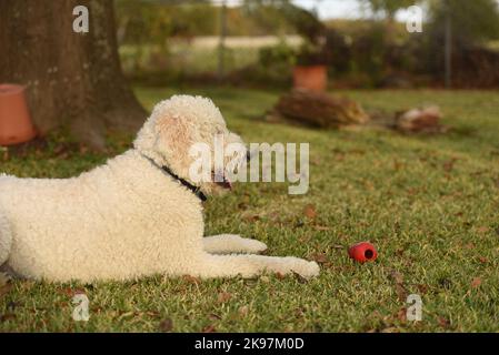 golden Doodle Kauen Kong Spielzeug Stockfoto