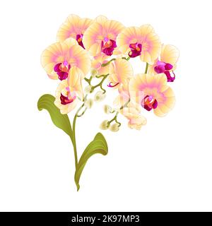 Zweige Orchidee Phalaenopsis gelbe Blumen tropische Pflanzen grünen Stamm und Knospen und Blätter vintage Vektor botanische Illustration für Design editierbar Stock Vektor