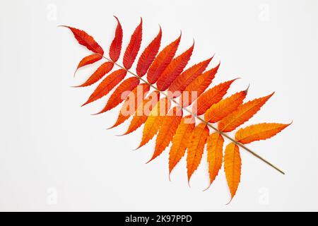 Zweig mit schönen Herbstblättern. Isoliert. Rot und gelb gefallene Herbstblätter isoliert auf weißem Hintergrund. Mehrfarbige, verwelkte Blätter. Stockfoto