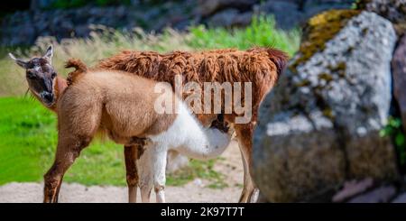 Kleines Lama trinkt Muttermilch. Lama-Junge trinkt Milch, gelbes Lama füttert ihr Junge in den Bergen Perus Stockfoto