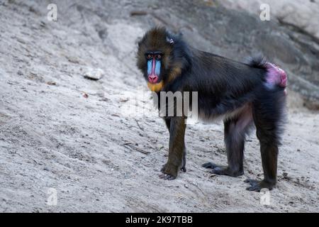 Mandrill läuft auf dem Sand, Affen laufen auf dem Sand Seitenansicht. Stockfoto