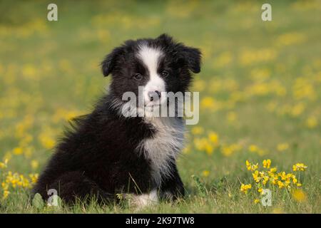 Border Collie, 9 Wochen alter Welpe Stockfoto