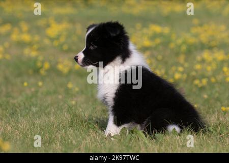 Border Collie, 9 Wochen alter Welpe Stockfoto