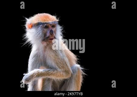 Porträt eines Affen auf schwarzem Hintergrund. Gewöhnlicher patas-Affe, Erythrocebus patas, isoliert auf schwarzem Hintergrund. Lustige afrikanische Affen patas Stockfoto