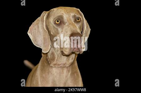 Hellbernsteinfarbener kurzhaariger Weimaraner-Hund. Isoliert auf schwarzem Hintergrund Stockfoto