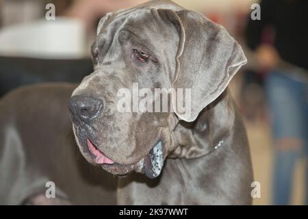 Hundeportrait der blauen Dogge. Kopfdetail Stockfoto