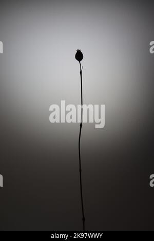 Abstrakte Blumen Stockfoto