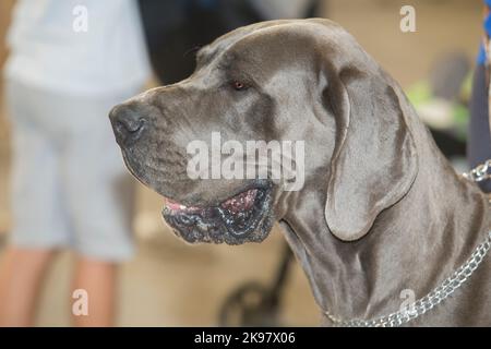 Hundeportrait der blauen Dogge. Kopfdetail Stockfoto