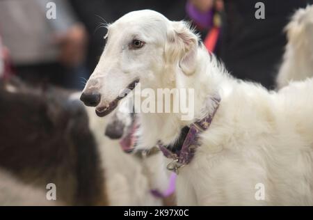 Reine Rasse Barsoi oder russische Jagd Windhund. Kopfdetail Stockfoto