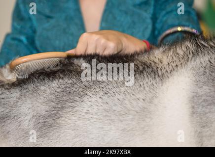 Frau streichelt ihre Hunde kräftig mit Haaren gegen das Korn. Selektiver Fokus Stockfoto