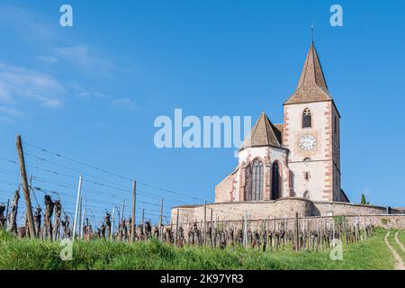 Die mittelalterliche Kirche von Saint-Jacques-le-Major in Hunawihr, Dorf zwischen den Weinbergen von Ribeauville, Riquewihr und Colmar im elsässischen Weinbau Stockfoto