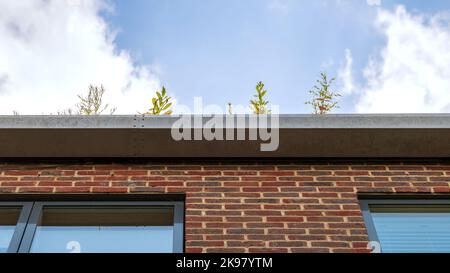 Blick auf die Hausrinne mit Pflanzen gegen den Himmel. Dachrinnengarten. Stockfoto