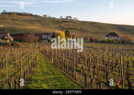 Traditioneller Weinberg in Riquewihr im Elsass im Departement Haut-Rhin der Region Grand Est in Frankreich Stockfoto