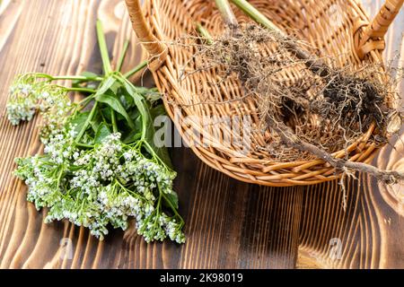 Frische Blüten der Valeriana officinalis in Holzmörtel. Baldrian-Tabletten zwischen weißen Blumen sind auf dem Tisch. Wird als Alternative zu Valium in natürlichem m verwendet Stockfoto