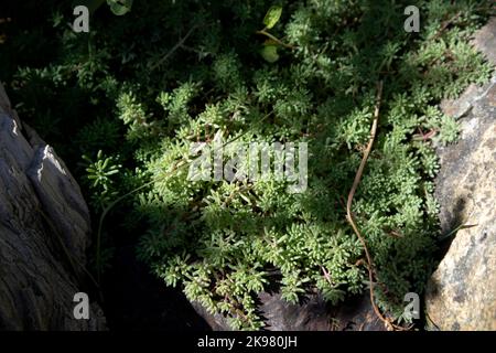 Vielzahl von grünen Sedum für Bodenabdeckung, Nahaufnahme als schöner Hintergrund in sonnigen Garten Stockfoto