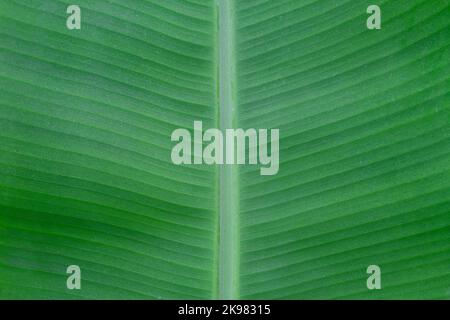 Leuchtend grüne Blattstruktur. Palm Leaf Vene Textur Hintergrund, Natur Hintergrund Spa Bio Stockfoto