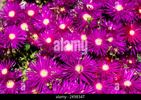 Winterharte Eispflanze oder Delosperma saftige rosa Blume Teppich Textur Hintergrund, selektiver Fokus Stockfoto