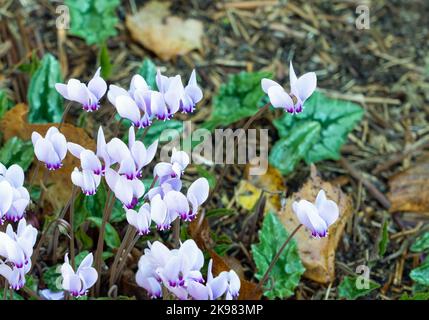 Nahaufnahme einer Gruppe rosa blühender Cyclamen hederifolium, der efeublättrigen Cyclamen oder des Sowbrotes Stockfoto