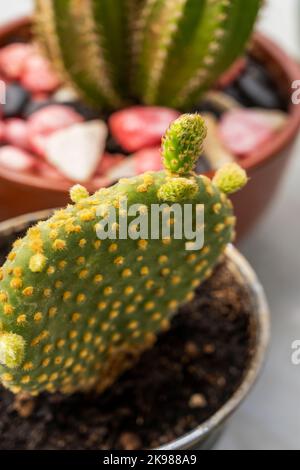 Gelbe Opuntia microdasys mit vielen neuen Stielen und scharfen Dornen Stockfoto