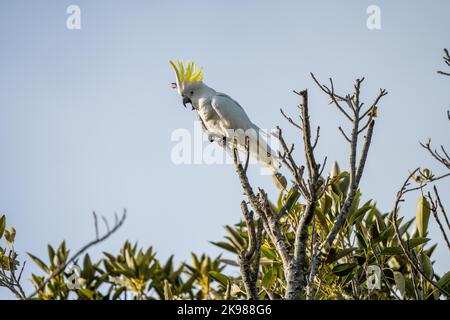 Weißer Kakadu thront im Frühling in einem Baum in einem Nationalpark Stockfoto