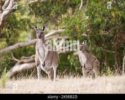 Kängurus in Südaustralien. Stockfoto