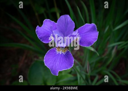Eine einzelne Irisblume mit blauer Flagge und die sanfte Sonne scheint auf den Blütenblättern. Die violette oder violette Farbblume hat in der Mitte weiße und gelbe Farbe. Stockfoto