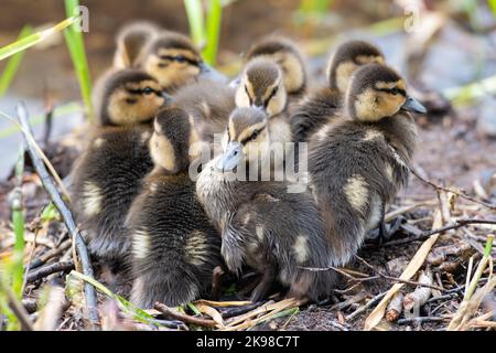 Eine Brut flauschiger Stockentchen, die sich am Rand des Wassers zusammengekuschelt haben. Die kleinen Enten sind gelb und braun mit weichen Daunenmänteln. Stockfoto