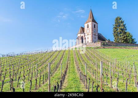 Die mittelalterliche Kirche von Saint-Jacques-le-Major in Hunawihr, Dorf zwischen den Weinbergen von Ribeauville, Riquewihr und Colmar im elsässischen Weinbau Stockfoto