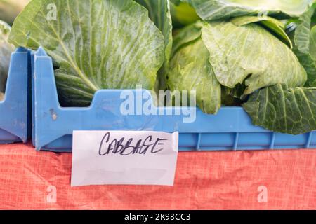 Große Köpfe von Grünkohl aus einem Bio-Garten. Die großen grünen Gemüsebälle sind tiefgrün in einem königsblauen Kunststoffbehälter mit weißem Schild. Stockfoto