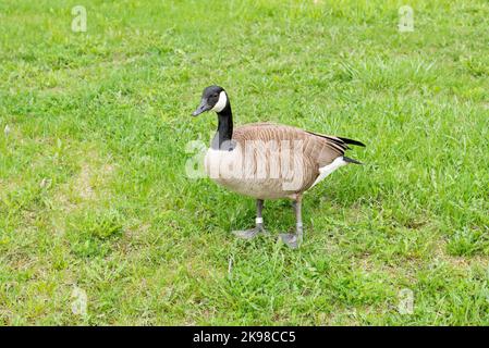 Ein erwachsener Wildgans-Vogel steht auf einem grünen Gras. Der große Vogel hat braune, schwarze und weiße Federn. Mit einem langen schwarzen Hals. Stockfoto