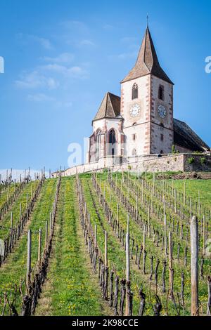 Die mittelalterliche Kirche von Saint-Jacques-le-Major in Hunawihr, Dorf zwischen den Weinbergen von Ribeauville, Riquewihr und Colmar im elsässischen Weinbau Stockfoto